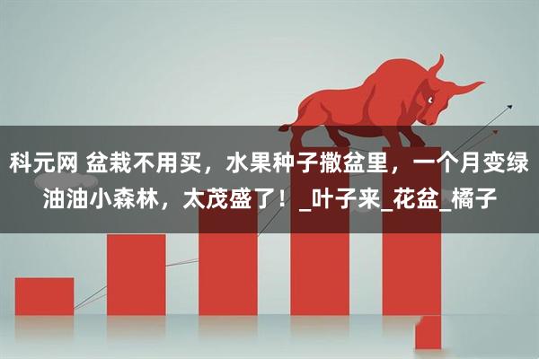 科元网 盆栽不用买，水果种子撒盆里，一个月变绿油油小森林，太茂盛了！_叶子来_花盆_橘子