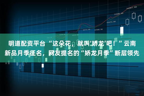 明道配资平台 “这朵花，就叫‘娇龙’吧！”云南新品月季征名，网友提名的“娇龙月季”断层领先